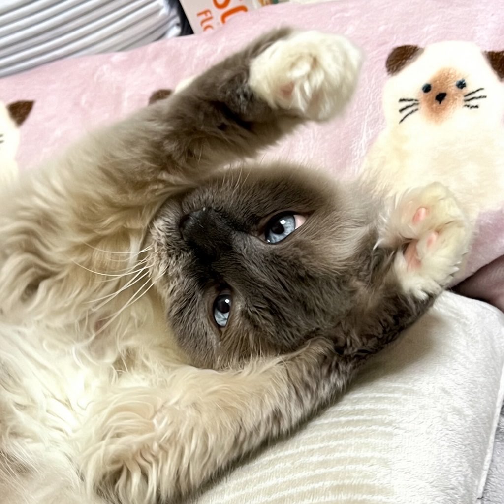 dambotimothy's tweet photo. #太郎  #シニア猫

おはにゃんฅ"

今朝も可愛い たろう15歳♡

実は寂しがり屋ｻﾝ
声をかけずにお風呂場で洗濯物を干していると 
慌てて探しにやって来て 上目遣いで ナーﾝと甘えます😸
 
#ママのダイジダイジෆ https://t.co/IsPIvqh4P8