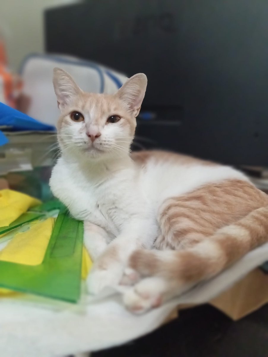 AlertaMePerdi's tweet photo. #PERDIDA #GUAYAQUIL
Nombre: #Mc Nugget
Fecha: 2026-06-15
Sector: Norte, Mucho Lote Sexta Etapa por la cancha de béisbol
Sexo: Hembra
Raza: Mestizo
Observación: Blanca con manchas naranjas
Contacto: 0995508385
¡Ayúdala a volver con su familia!
 #AlertaMePerdí https://t.co/DrRtrQHnsH