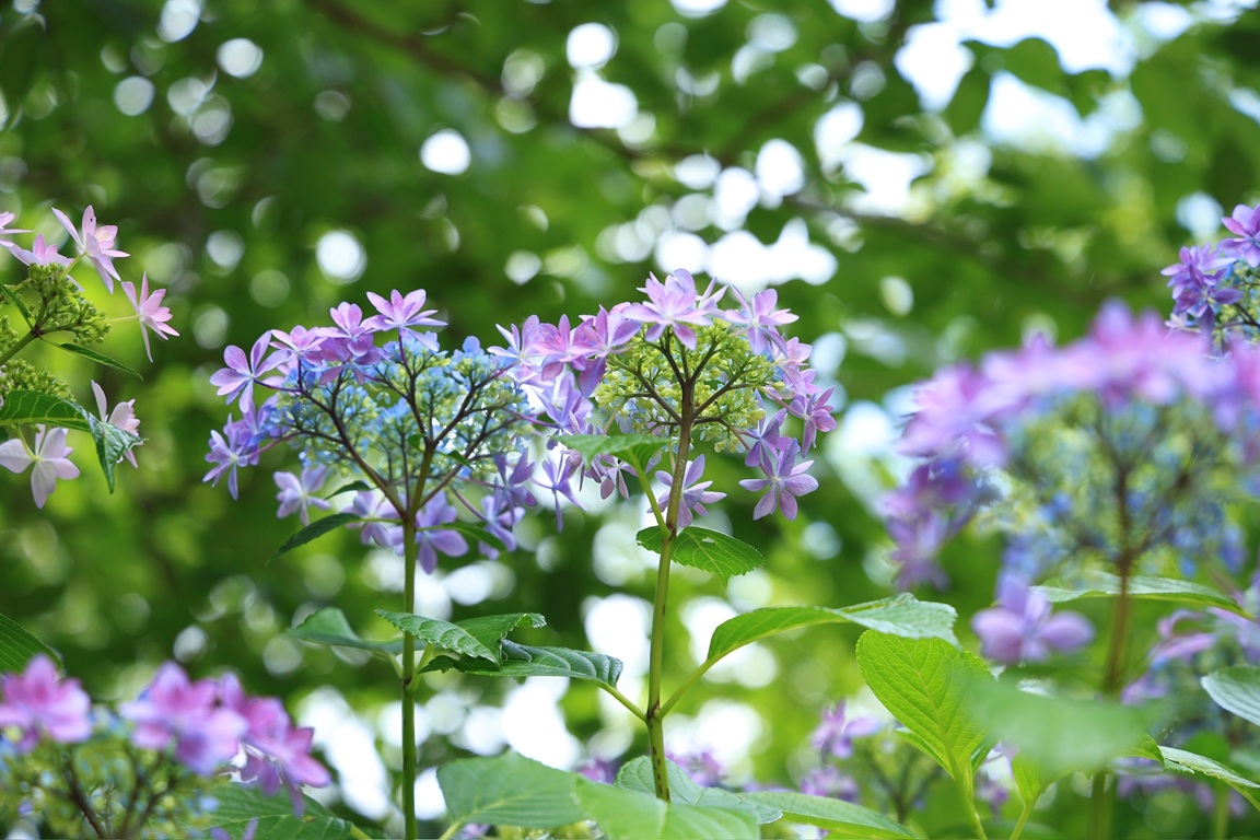 KENTBOOST2's tweet photo. 紫陽花も一緒に空を観察💠📸

#写真好きと繋がりたい https://t.co/dYm3fQ6KDR