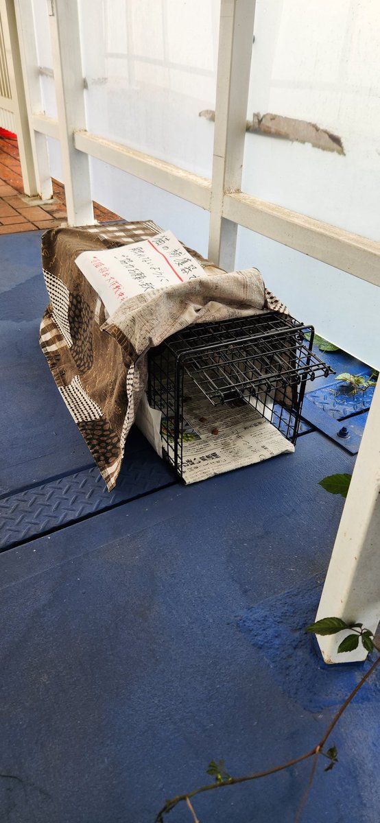 nyanchi22's tweet photo. 昨日母を整形外科に連れて行ったらリハビリ室に行く道中に子猫救出大作戦が仕掛けられていました。
時々野良ちゃんを見掛けた事があるのであの子妊娠してたのかな？
産まれたんか？
無事に作戦成功して欲しいナリ！！

#保護猫 https://t.co/bsbZwen9De