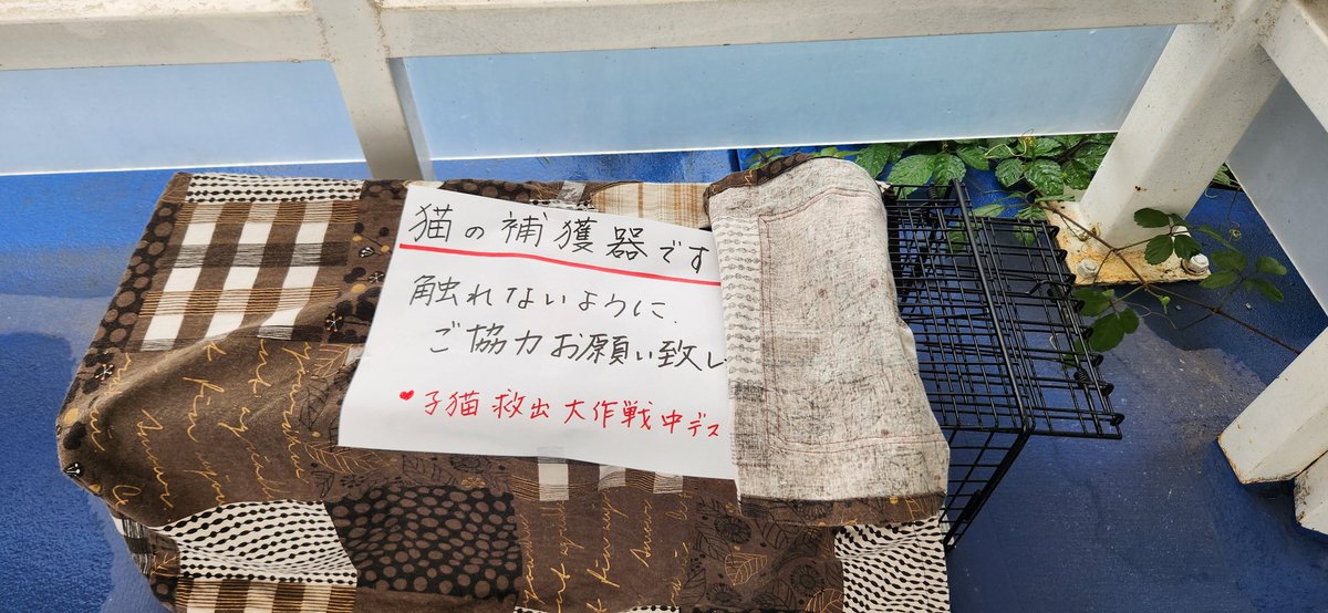 nyanchi22's tweet photo. 昨日母を整形外科に連れて行ったらリハビリ室に行く道中に子猫救出大作戦が仕掛けられていました。
時々野良ちゃんを見掛けた事があるのであの子妊娠してたのかな？
産まれたんか？
無事に作戦成功して欲しいナリ！！

#保護猫 https://t.co/bsbZwen9De