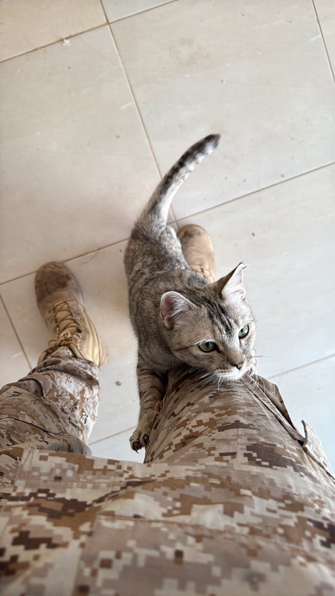 0lio0_'s tweet photo. 🐈🐈لا https://t.co/3w8TjfM3or