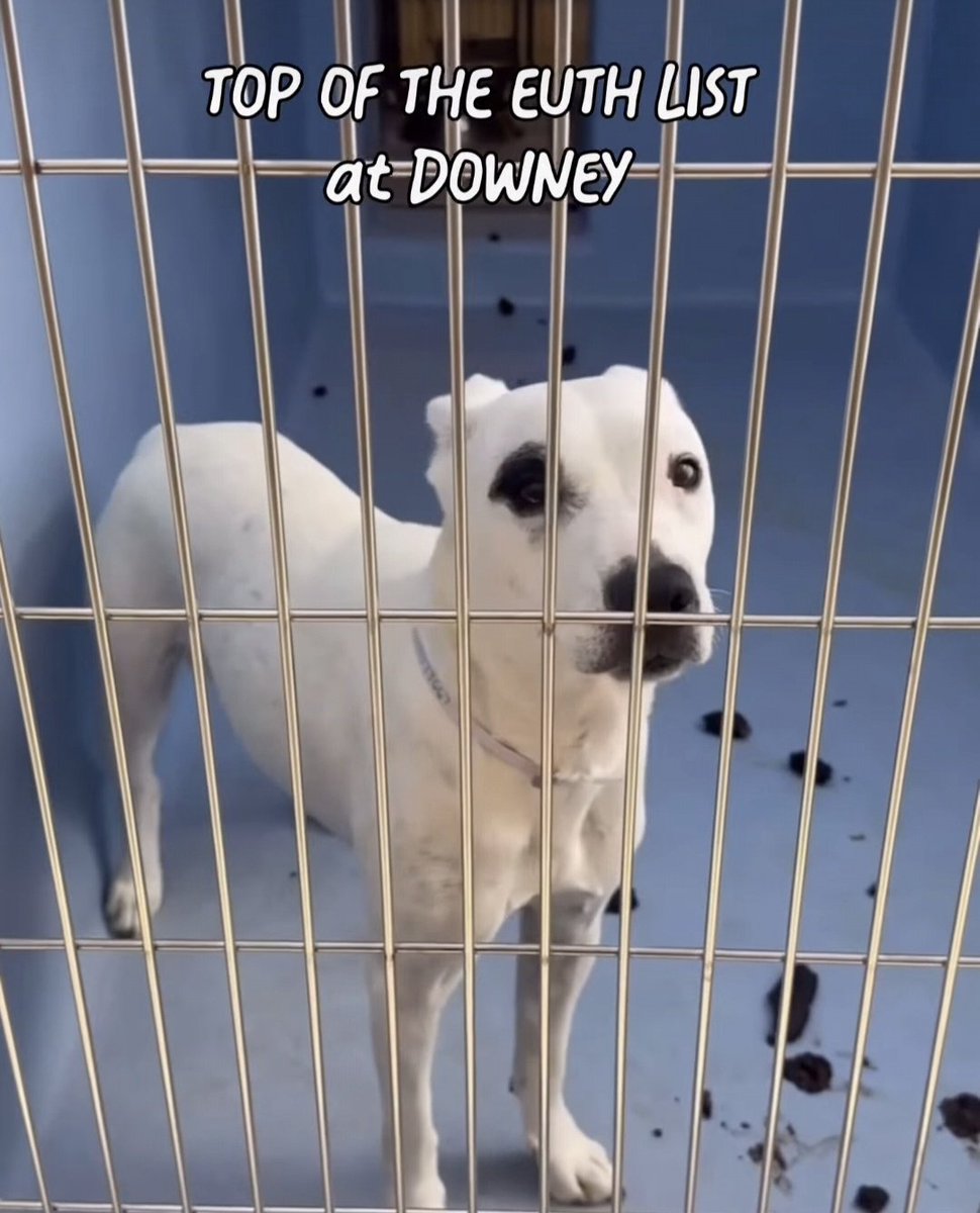 mapleveewesem's tweet photo. 🙏 Please pray for these 2 babies at Downey #California ACC. They both need foster offers tonight or 1 more day to reach safety. 
Stella #A5773667 3 yo 34 lbs
Brian #A5776668 1 yo, 38 lbs 
Info 🔽 https://t.co/9Zy7BEx3Zk