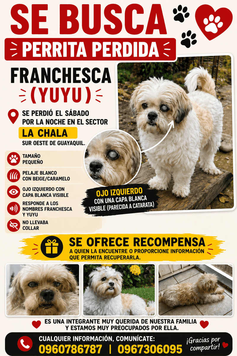 AlertaMePerdi's tweet photo. #PERDIDA #GUAYAQUIL
Nombre: #Franchesca o Yuyu
Fecha: 2026-06-13
Sector: Sur, La 9na y el oro
Sexo: Hembra
Raza: Shitzhu
Observación: Ojo izquierdo con una mancha blanca visible parecido a una catarata.
Tamaño pequeño
Pelaje blanco con beige/caramelo
Contacto: 0967306095 https://t.co/ktjpDbstQE