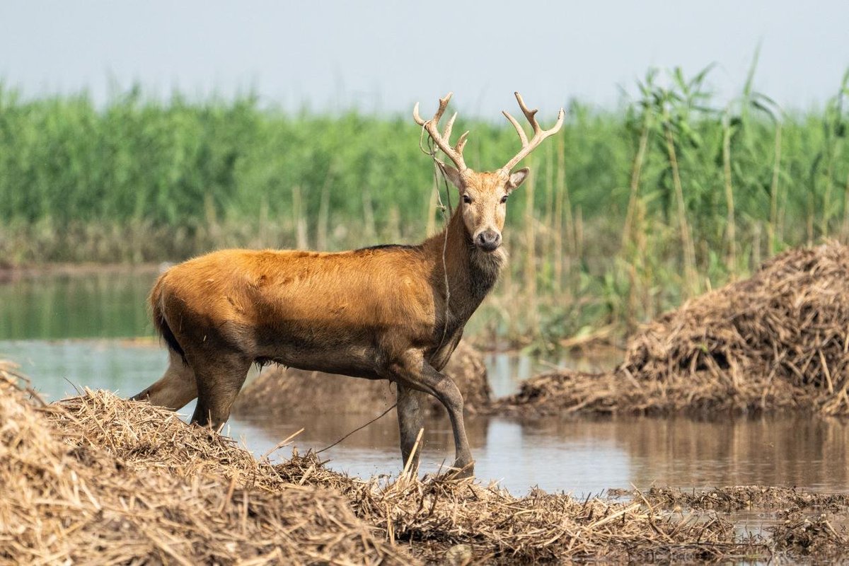 China_says's tweet photo. Following the seasonal rise of water levels, a majestic herd of more than 170 milu deer gracefully navigates the wetlands to reach higher grounds at the south Dongting Lake nature reserve in central China's Hunan Province. These stunning scenes beautifully highlight the dynamic harmony between nature and animal life.