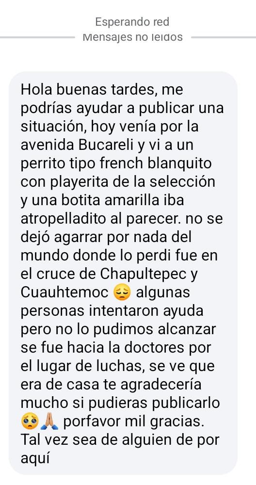 LaColoniaJuarez's tweet photo. Perrito con playera de la Selección atropellado vaga por la #ColoniaJuarez. 
¡Si lo ven traten de resguardarlo, por favor! https://t.co/MToLpUj6yH