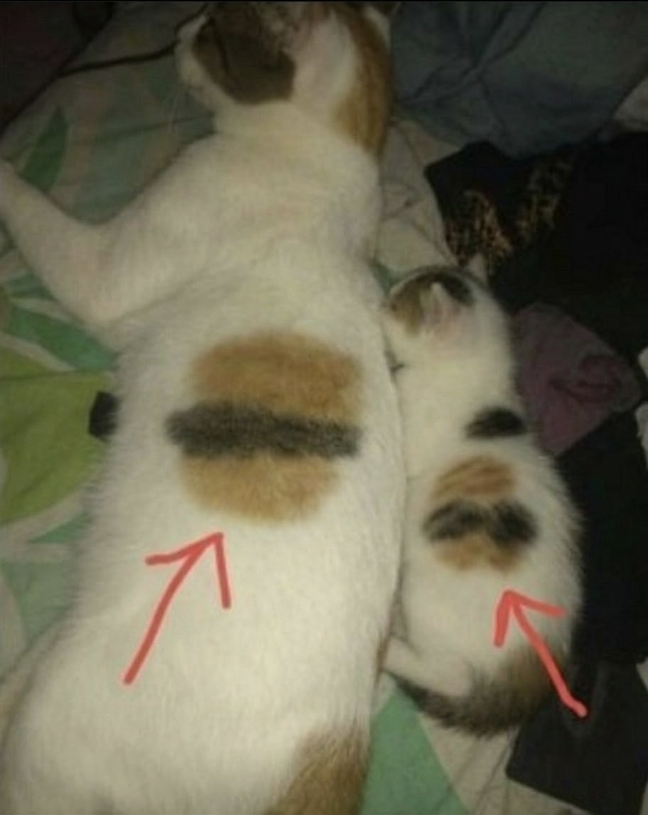cat memes tweet media