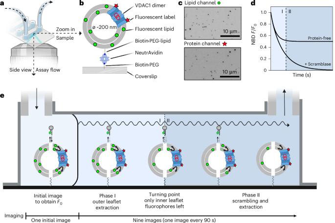 NatureSMB's tweet photo. New online! A single-vesicle fluorescence microscopy platform to quantify phospholipid scrambling https://t.co/iXusG3uEwJ https://t.co/Nx3Wxn2ch9