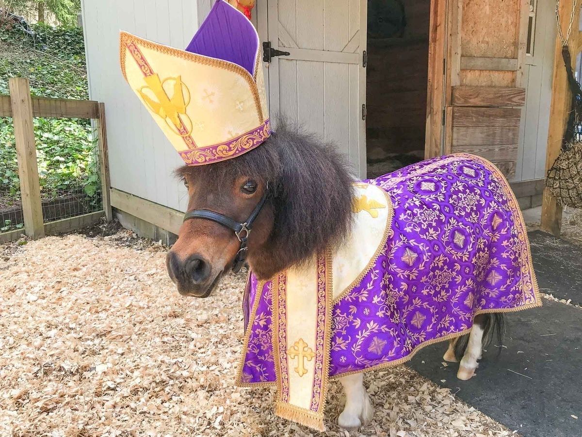 equine__dentist's tweet photo. this is my religion: https://t.co/MkN177nUz8