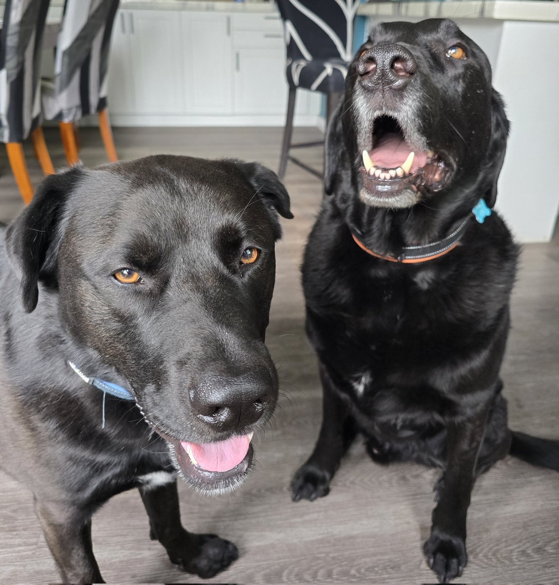Christyrose760's tweet photo. Dogs smile with their whole hearts 💙🐶 https://t.co/A2QZPAvTMU