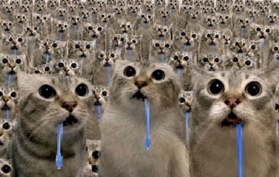cuntymoth's tweet photo. what my cats see when im trying to kiss them https://t.co/bXWNAiZ6t8