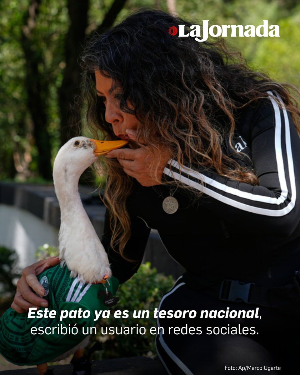lajornadaonline's tweet photo. #GaleríasLaJornada | En el juego inaugural de México ante Sudáfrica, entre cientos de videos en redes sociales, las imágenes del pato Merlín desfilando por CDMX con una camiseta de la selección mexicana —y calcetines— mientras miles de aficionados festejaban, se viralizaron rápidamente y acumularon millones de reproducciones en redes sociales.

El pato, una presencia habitual en ferias y eventos del histórico centro de la ciudad, acompaña con regularidad a su dueña, Carla Gómez, quien vende agua y refrescos desde un pequeño carrito cada fin de semana. En el camino, el animal provoca muchos gritos de alegría, saludos cariñosos y entusiastas pedidos de transeúntes para tomarse una foto juntos.

Galería: https://t.co/TqVMXXACSW