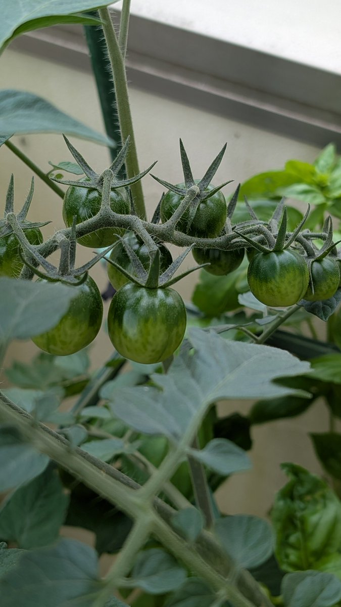 あたる🥒6/6えのこす tweet media