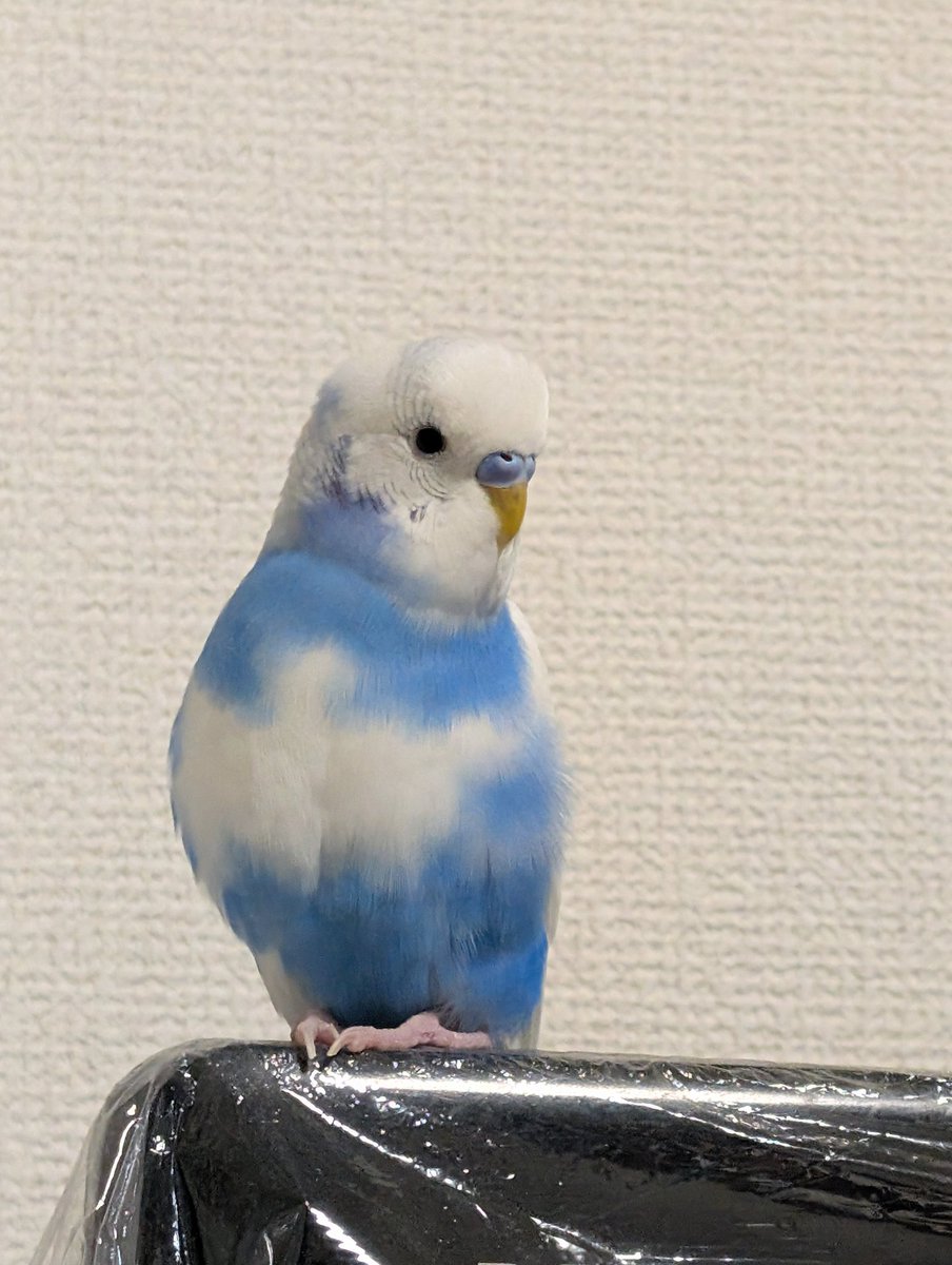 まろね tweet media