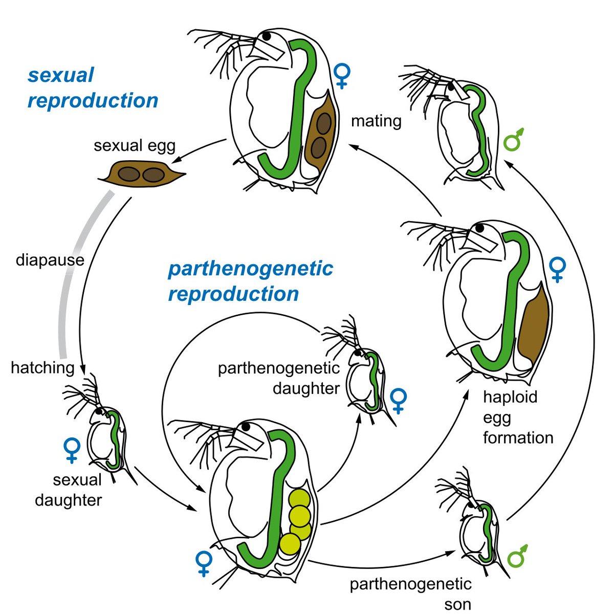 BeatusBoiled's tweet photo. Sexual daughter or parthenogenetic son? https://t.co/imCLXwiYFJ