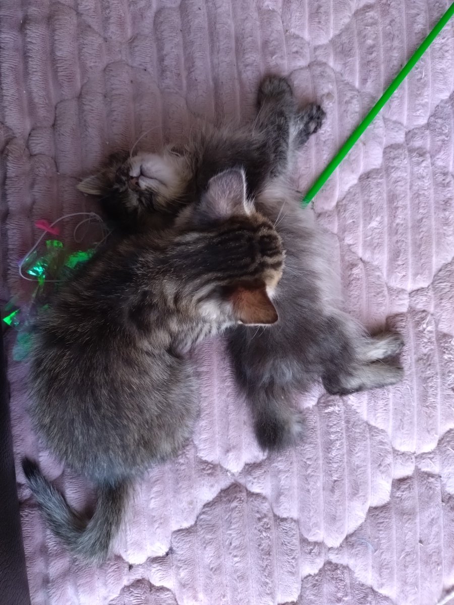 IslandTower2's tweet photo. ちびにゃん
5匹のうち2匹は、埼玉に里子にでる予定
相手方は、何やら裕福なお宅らしい…
※母談 https://t.co/wcZdyRkxtz