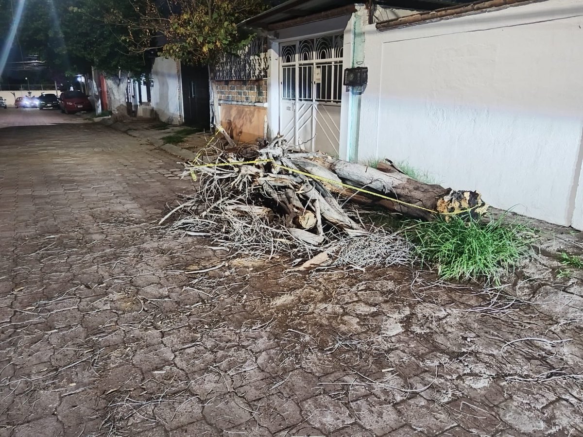 PCIVILQRO's tweet photo. 🚨 #AlMomento | Atención por Árbol Caído 🌳

📍 Col. Insurgentes.

👷‍♂️ Nuestro personal de emergencias atendió el reporte de un árbol caído que obstruía la vialidad. En el lugar se realizaron acciones para evaluar las condiciones de riesgo y liberar de manera segura el https://t.co/10JxD3lKoY