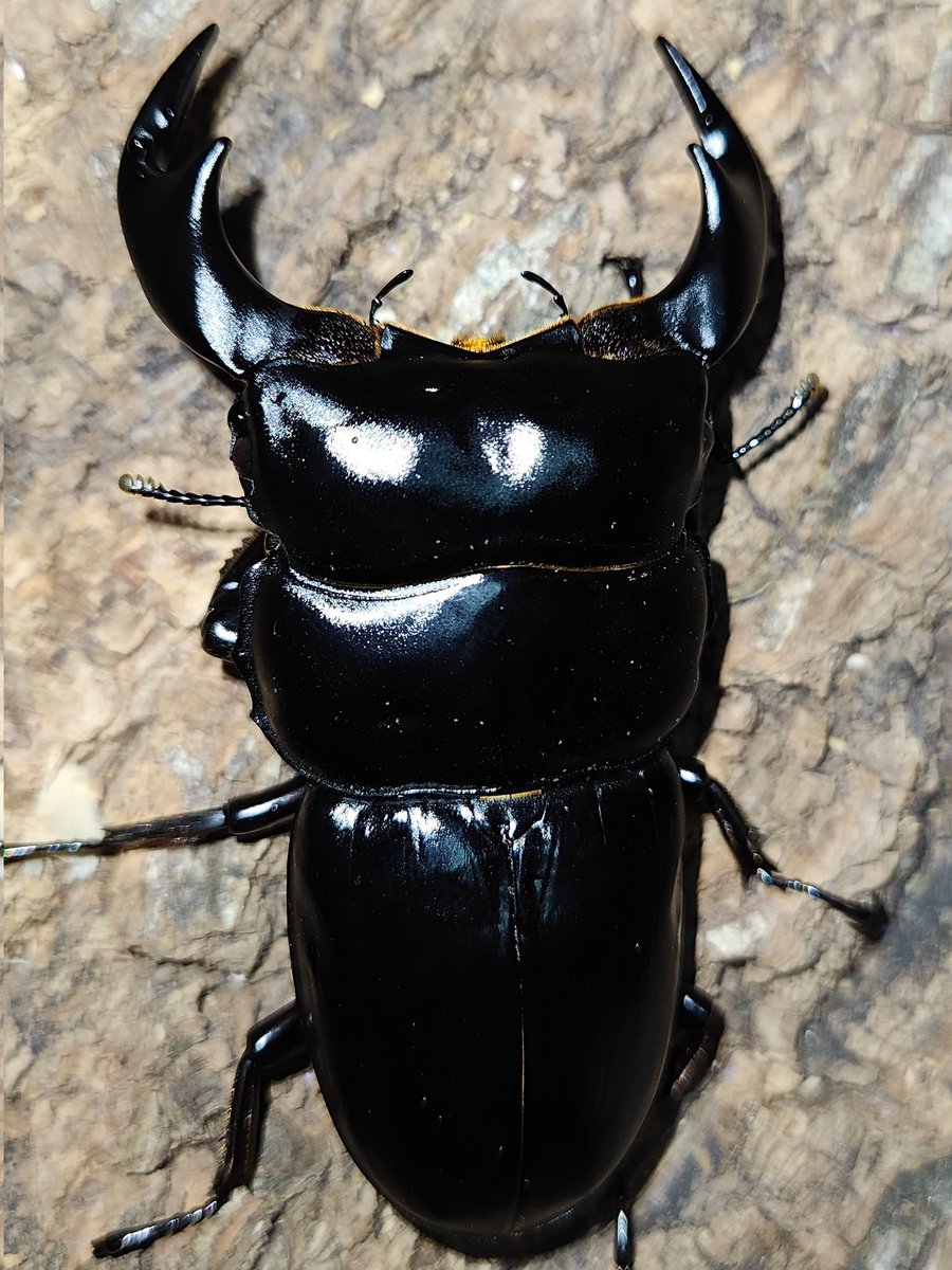 dorucus_1998's tweet photo. うちの今期のベストプロポーション賞かなw
頭幅もあって顎の長さも理想です。

＃ブータンアンタエウスK https://t.co/W7NnSubi1u
