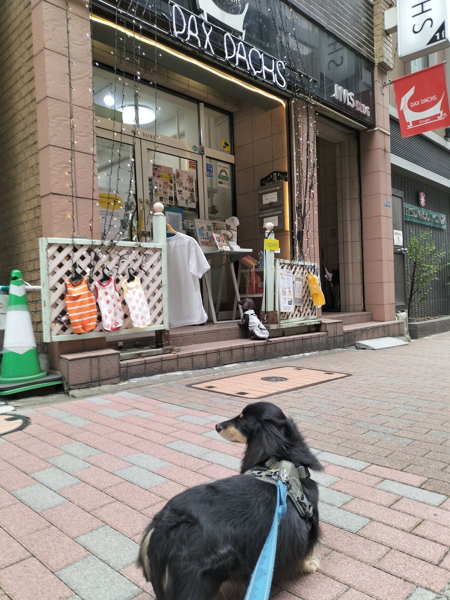matsu_z50's tweet photo. 日曜日に銀座のDAX DACHSへ。

ここへ行くとはしゃぎ過ぎて、いつも看板犬さんに教育的指導を受けるナッツ。今回は生後5ヶ月の預りパピー君がいて、はしゃぎっぷりはナッツの数倍。着くなり「遊んで遊んで〜」と店中を追いかけ回されて、ナッツはタジタジで大笑い。夏物の散歩着を購入。また行こうね。 https://t.co/2vzxuq4ovN