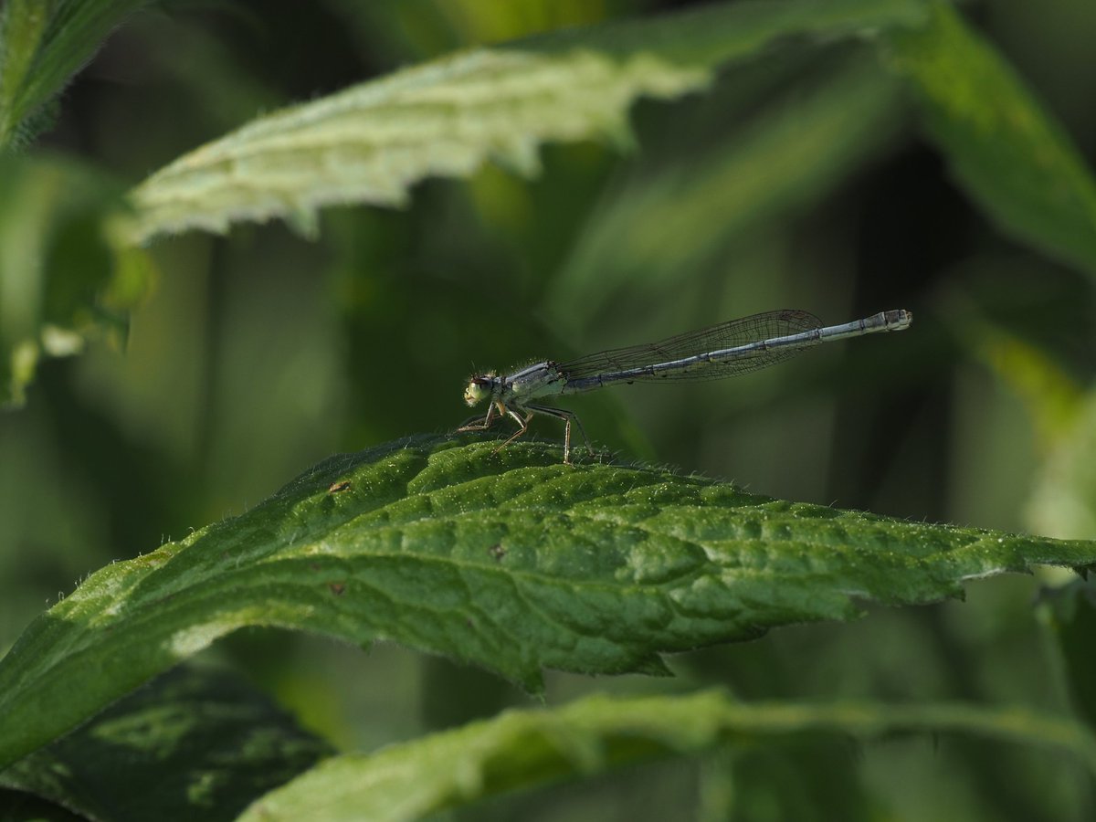 JuneWasHere1's tweet photo. Some damselflies https://t.co/zDhHreQmMP