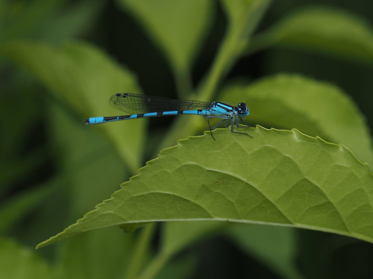 JuneWasHere1's tweet photo. Some damselflies https://t.co/zDhHreQmMP