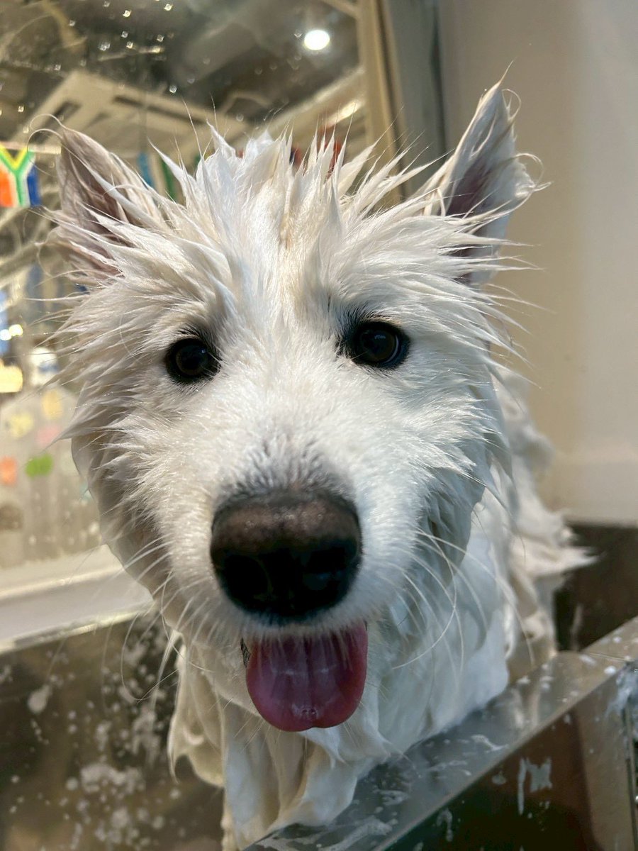 samoyedmoffu's tweet photo. モシャエド！？ https://t.co/FI3fjBBqPt