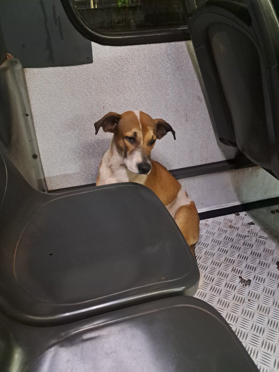 xngkyul's tweet photo. Voltando da faculdade a noite e entrou um cachorro com cara de coitadinho aqui no ônibus e eu não vou poder levar pra casa....... quero me acabar em chorar 😭😭😭😭😭😭😭😭 https://t.co/c9JudPJz8L