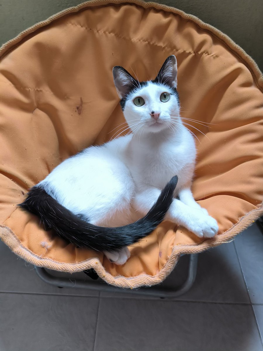 arca_satoshi's tweet photo. ¿Se imaginan ver una serie, todo chill, todo bonito junto a un bebecito bien bonito, mimoso, sedoso y amoroso? Ah, pues no imaginen y adopten a Otto que es el mejor michie del mundo mundial. ♥️

Protocolo de salud completo. No le duele nada, jajaja. 

Info al WhatsApp 55 1935 9577 
#CDMX