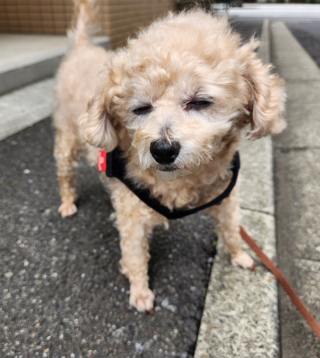 adowaicha's tweet photo. カメラ向けると最近こんな顔ばかり😩 https://t.co/cf5dUoP9zl