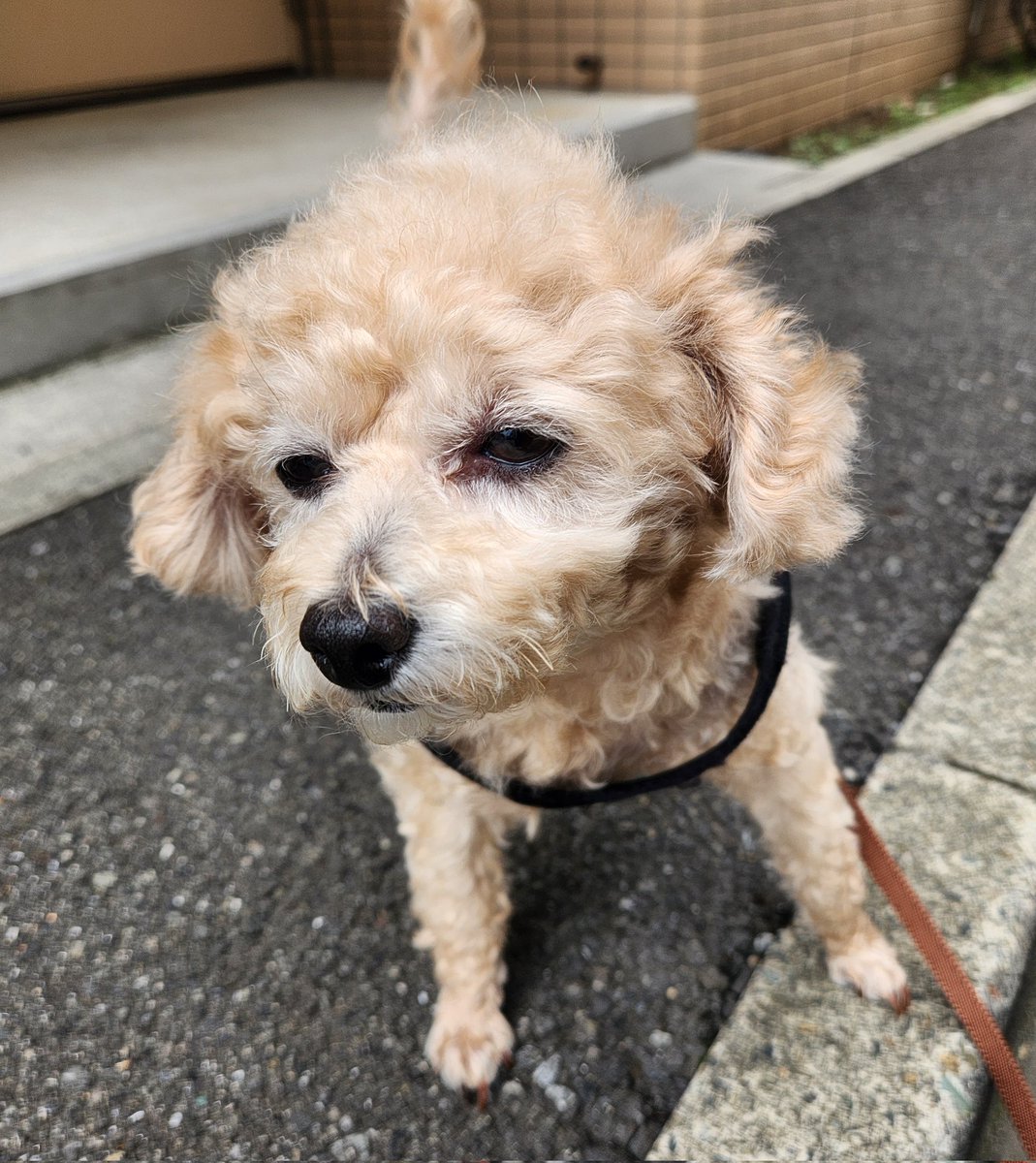 adowaicha's tweet photo. カメラ向けると最近こんな顔ばかり😩 https://t.co/cf5dUoP9zl