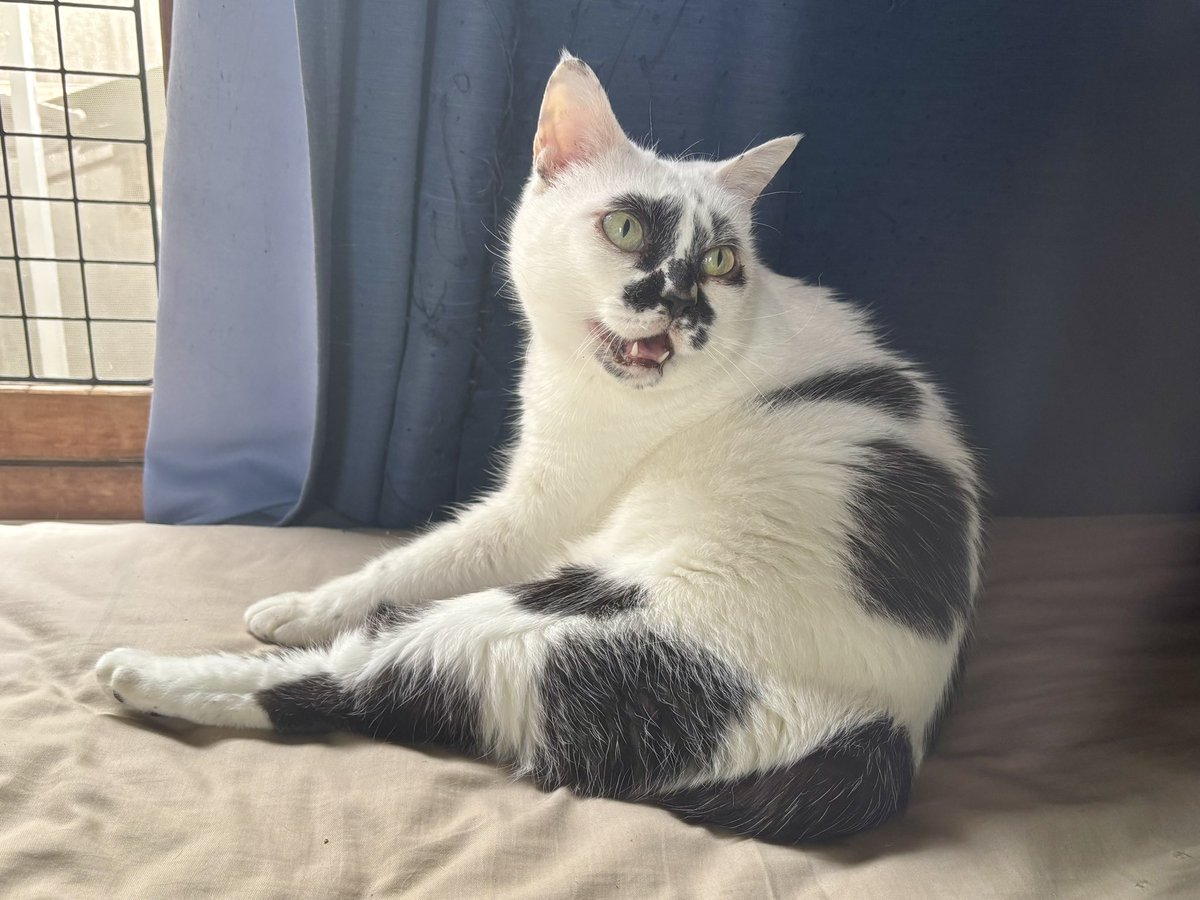 muddycat_atami's tweet photo. ﾒｴｰ https://t.co/SeZfxHn6eu