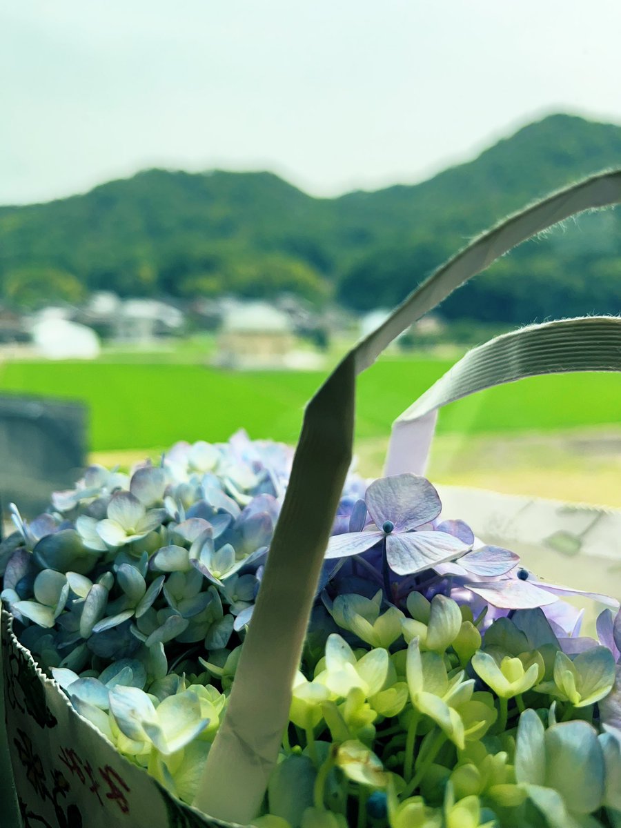 Mami__Taguchi's tweet photo. 旅する紫陽花

夫実家の��陽花が満開だったので
兵庫→大阪へ持ち帰り
数日経ってまた名古屋へ行く事になり
一番綺麗な時期なので
またまた持っていく事に笑

紫陽花越しに見る
新幹線の車窓からの景色
とっても綺麗で
贅沢な時間

旅のお供にお花
行く先でプレゼントできるし
これから定番にしたいな https://t.co/IVRxqzwH5n