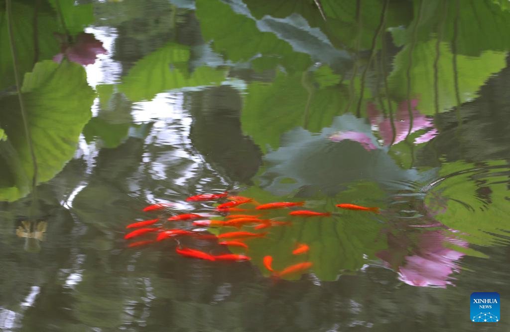 AboutChina_'s tweet photo. Fish swim in a lotus pond of a park in Suzhou City, China's Jiangsu Province, June 15, 2026. (Photo by Hang Xingwei/Xinhua) https://t.co/lzKAG35d3O