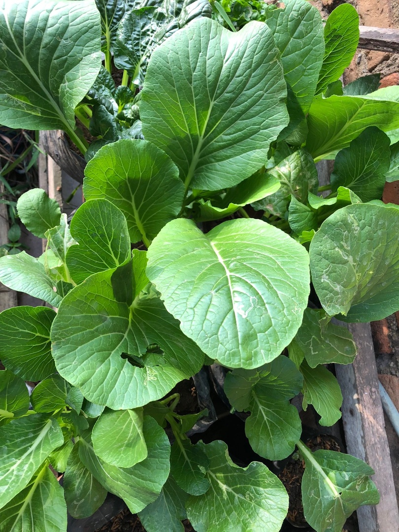 GARDENFESS's tweet photo. 🌱 ini sayur favorit sender ✨️ rasanya enak dan mudah perawatannya https://t.co/yAkNqwJJjH