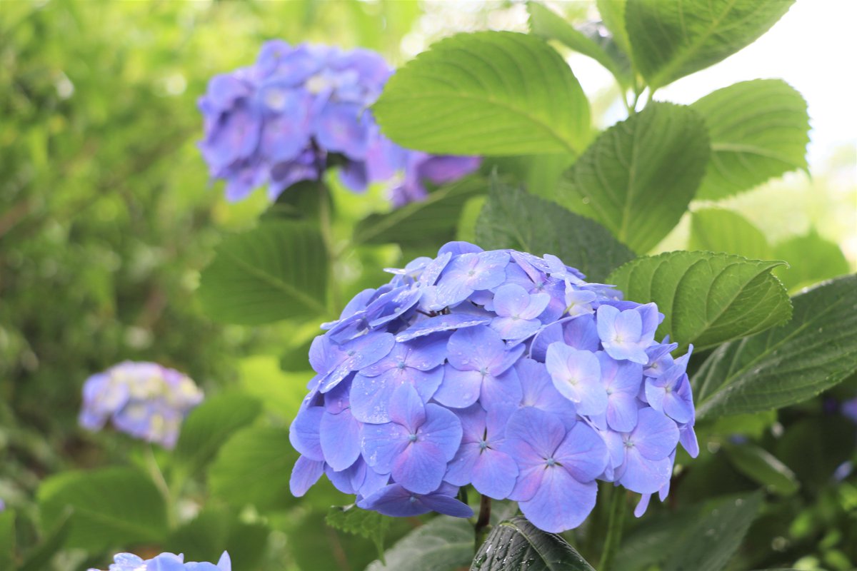 sakura_kankou's tweet photo. 雨引観音あじさい祭開催中の雨引観音の開花状況をお届けします✨
6/15に伺ったところ、あじさいは7割ほど開花しており、咲いている花はほぼ見頃を迎えていました😊

季節ごとに飾り付けが変わる雨引観音の手水舎も、あじさい祭期間中は華やかなあじさい仕様に✨
雨に濡れたあじさいキレイでした😌 https://t.co/hbrV7DawTn