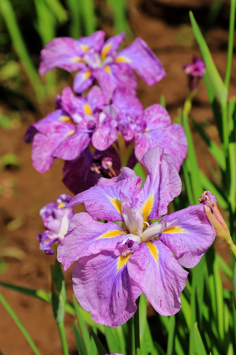 cat562562's tweet photo. 明治神宮御苑
花菖蒲 https://t.co/FpfATuPOW6