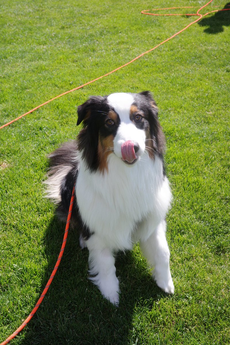 copernicus335's tweet photo. はじめてきたドッグランで犬見知りして「もう帰ろうよ」のお顔 https://t.co/BM6Ko4A6aP