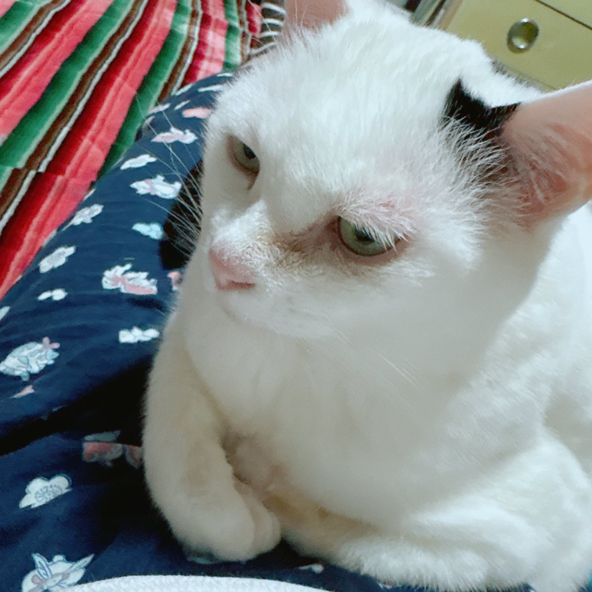 今日でネッコ14歳。 あとどれくらい一緒にいられるかな できれば一日 