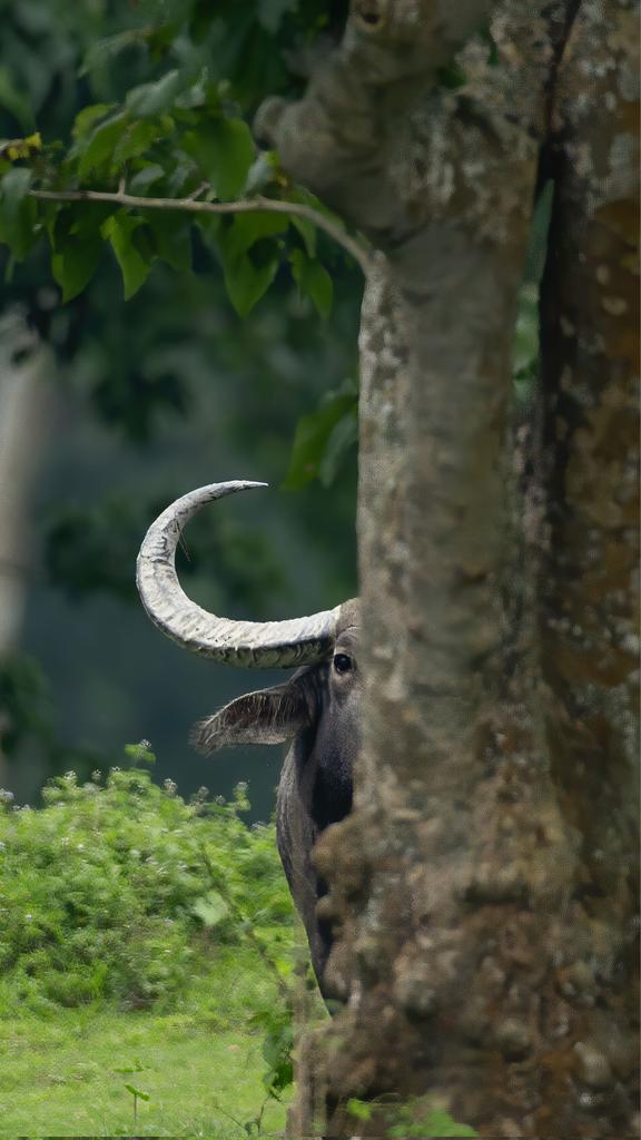 Namalkamalgoda's tweet photo. A Wild Water Buffalo playing hide a seek, Kaziranga National Park in Assam 

#indianwildlife #canonwildlife #Kaziranga #waterbuffalo https://t.co/Nk5K4f7TyI
