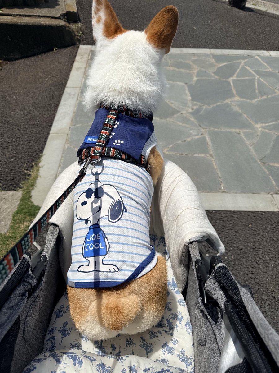 eluu610's tweet photo. おれの自慢の四角いおしり整えてきたぞ✂︎
#コーギー #コーギーのいる暮らし 
#犬のいる幸せ https://t.co/EnKTfIjld6