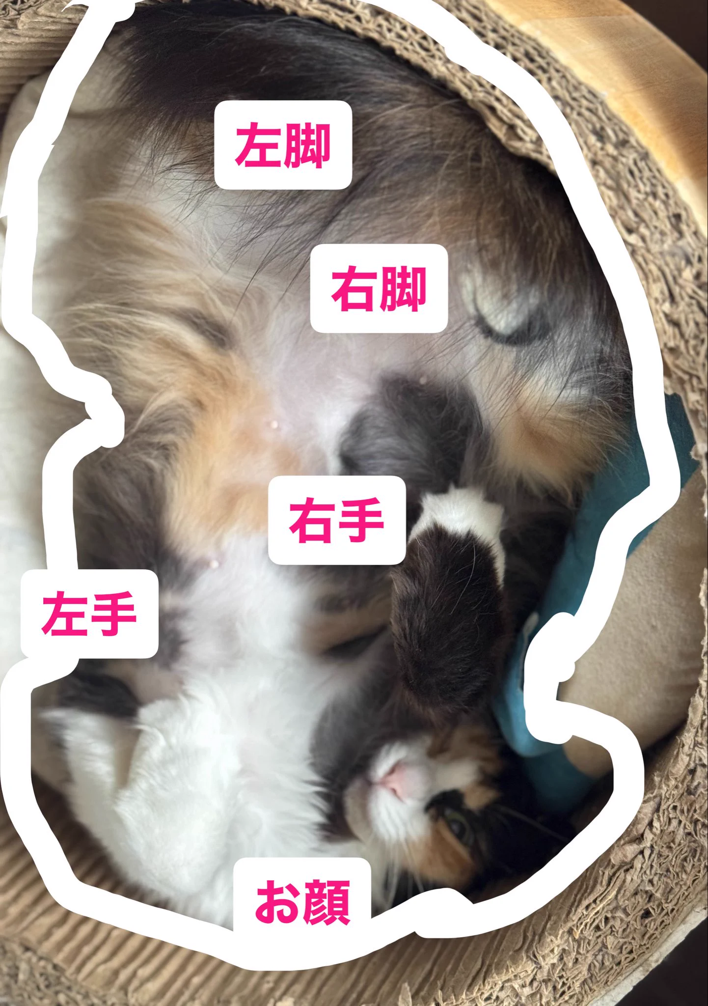 ねこうらら【公式】 on X: 