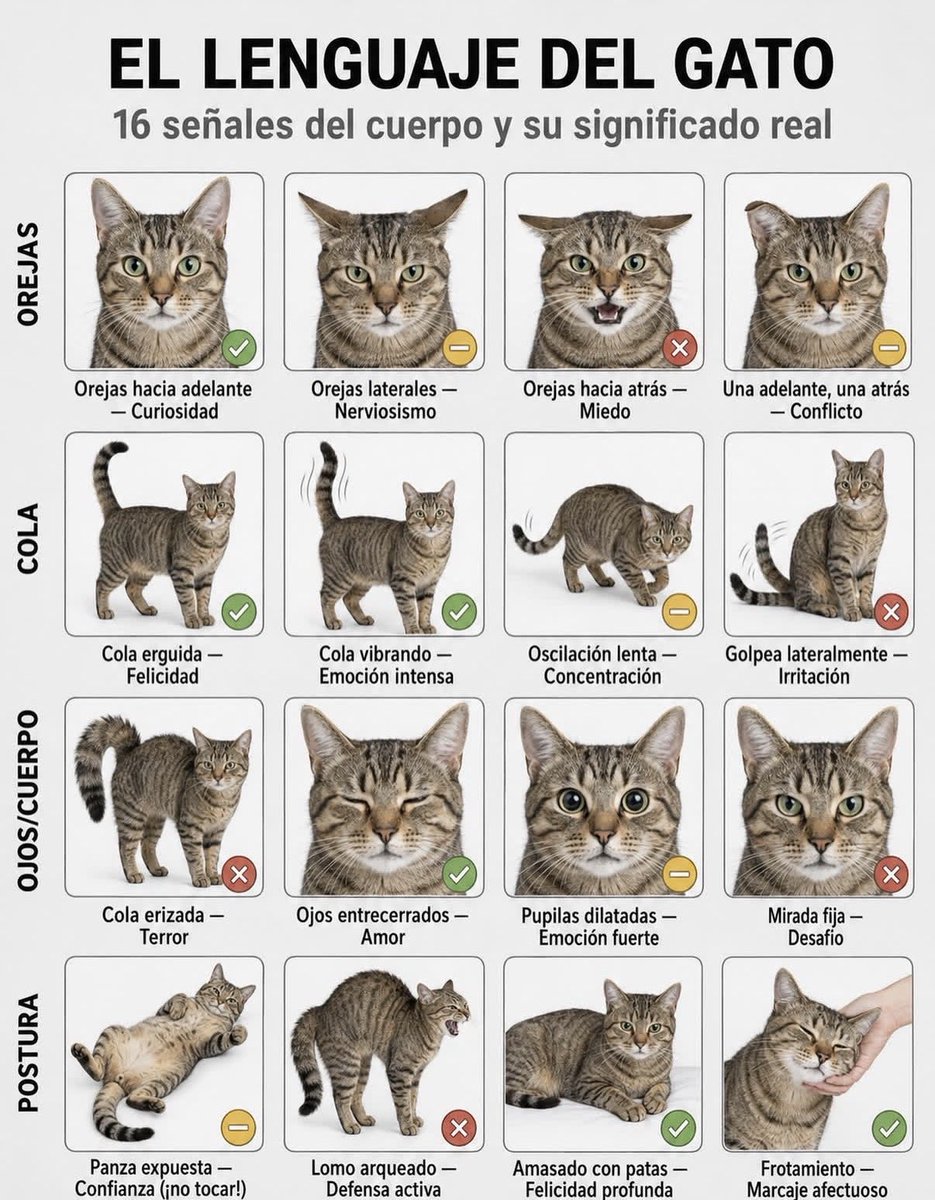 josedavidmillan's tweet photo. Lenguaje del Gato https://t.co/IS3JaMzimj