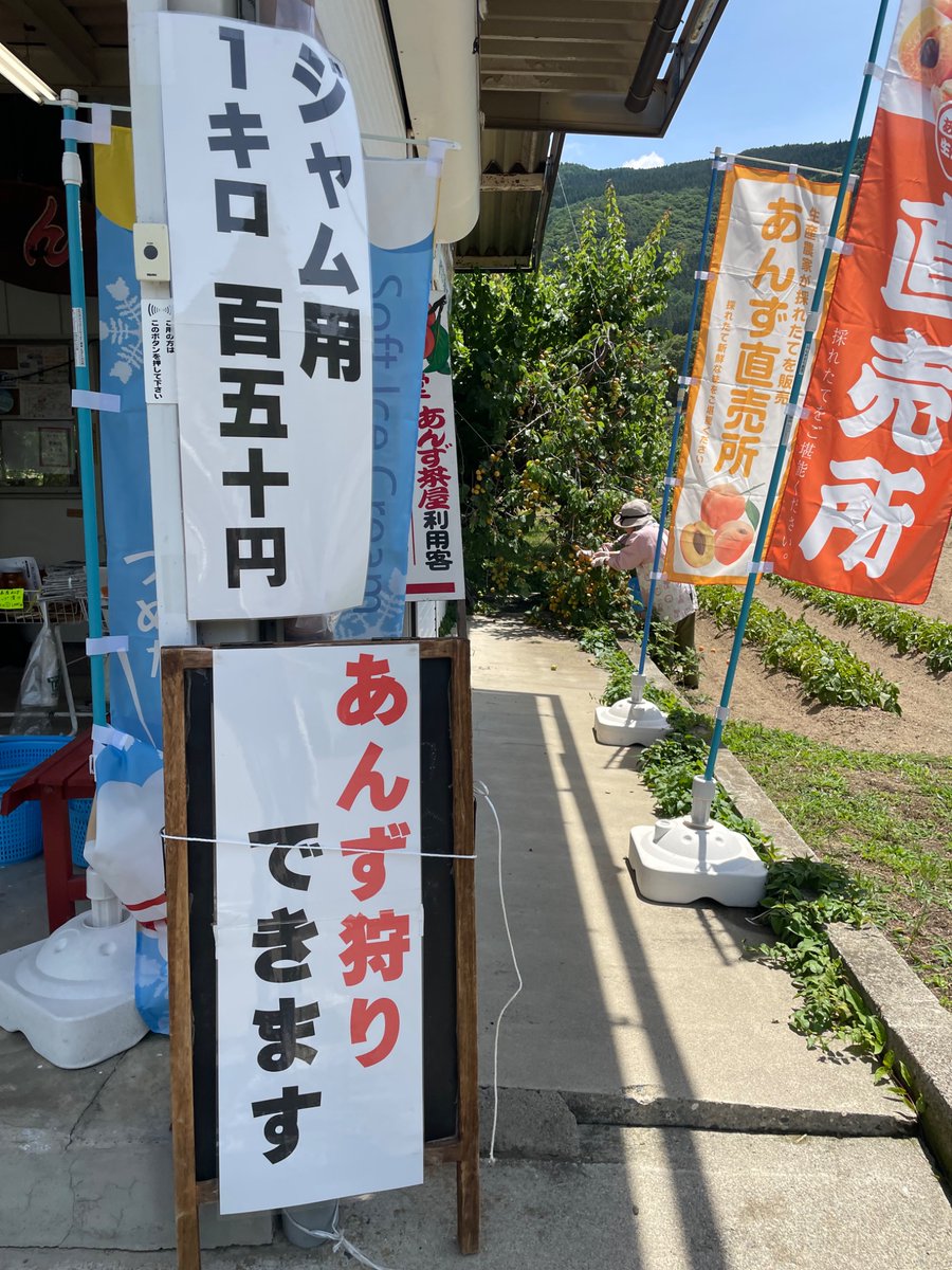 anzunosato_mori's tweet photo. “あんずの里”ではあんずの収穫が最盛期を迎えています☺️
お花の時期『あんず茶屋』でおなじみの『やなぎまち農園』では、今年からあんず狩り（予約不要）実の販売を始めました♪6/28(日)まで休みなく営業しています😉
ソフトクリームの販売もしています🍦
#千曲市
#あんず
#あんずの里
#あんず狩り https://t.co/y6YdNRZHll