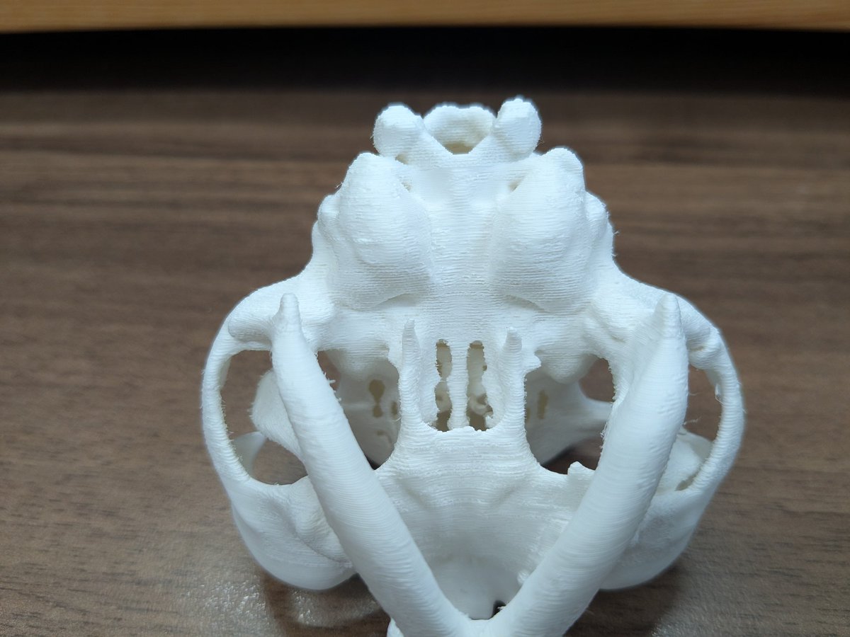 HaradaYasuji's tweet photo. Bambu Lab H2D を使用した造形例（猫の頭蓋骨）
マテリアル・BambuLab PLA マット
サポート材・BambuLab PVA https://t.co/oqO6y7tQEk