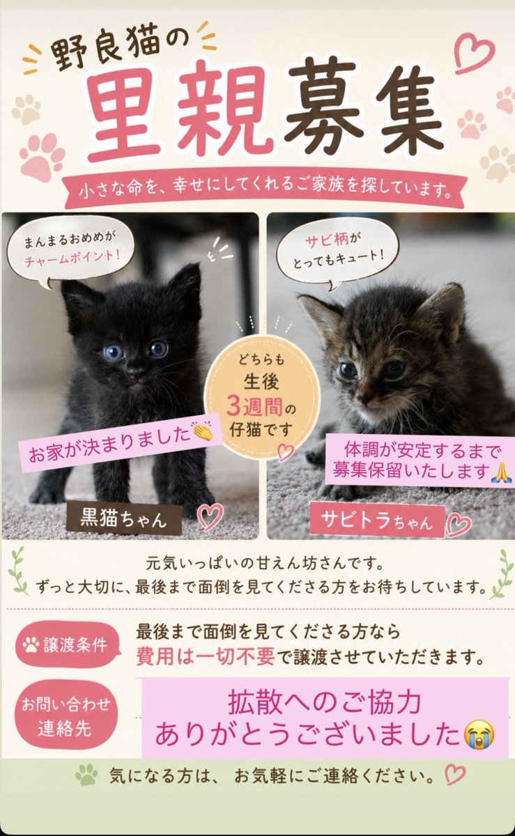 akiko_89's tweet photo. @j2yya 3匹譲り先決まって今は募集保留になってました https://t.co/3XfoQpgXlQ