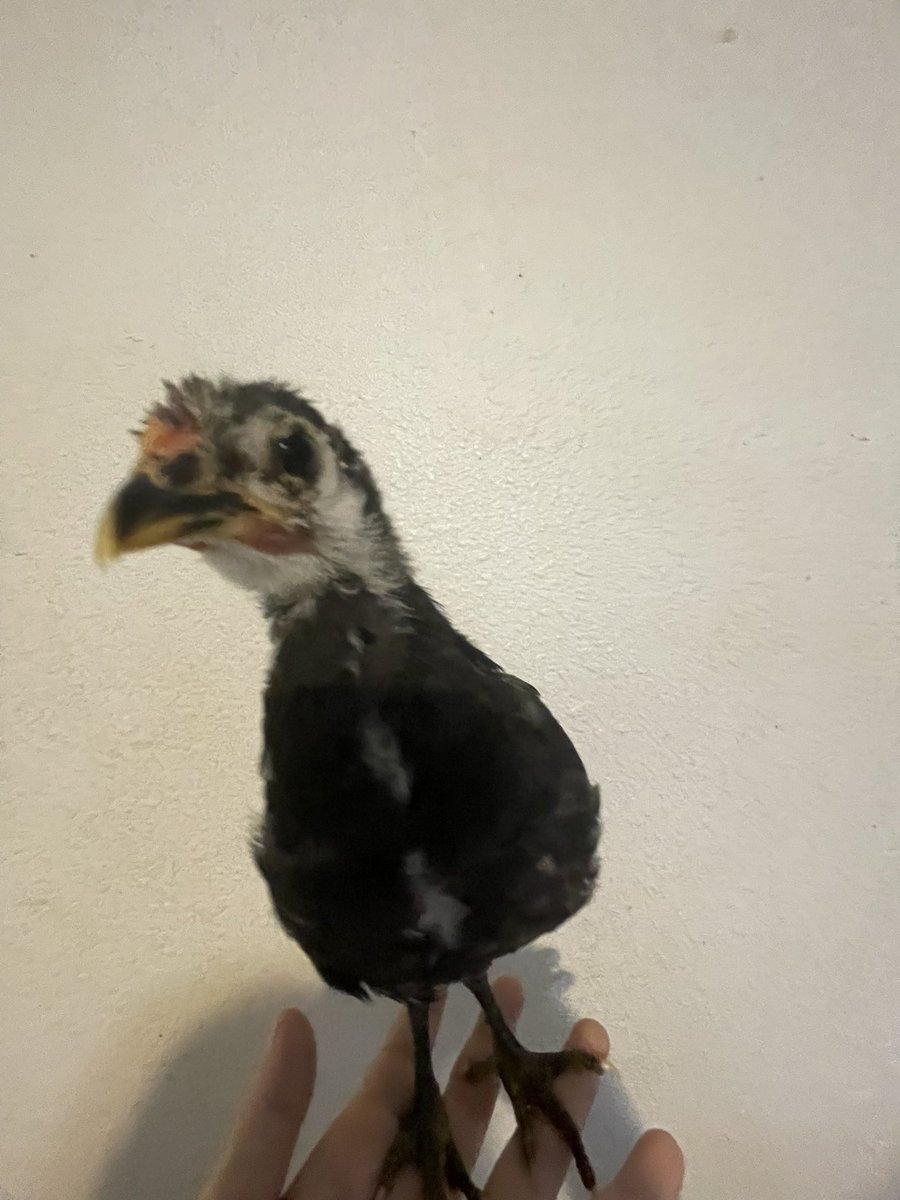 badrechicken's tweet photo. @aerisznmay baby chicken 🐥 https://t.co/aW3jKRzCGA