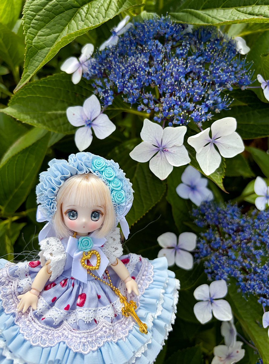 2nd_Arthur's tweet photo. 開成町の紫陽花を見てきました🌸

モカちゃんwith紫陽花

#シュガーカップス 
#アゾカツ https://t.co/G7CF01fZnq