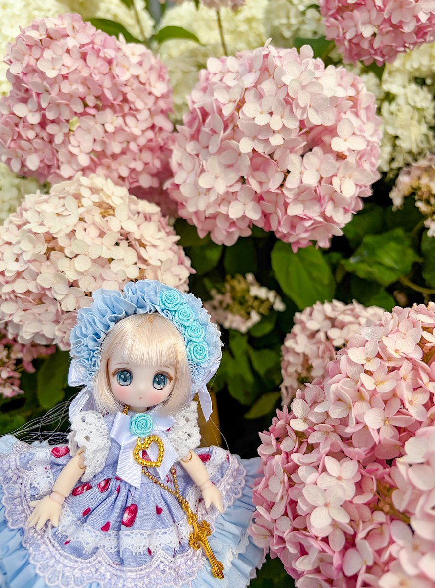 2nd_Arthur's tweet photo. 開成町の紫陽花を見てきました🌸

モカちゃんwith紫陽花

#シュガーカップス 
#アゾカツ https://t.co/G7CF01fZnq