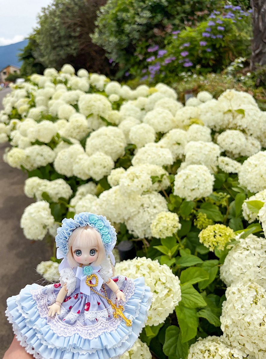 2nd_Arthur's tweet photo. 開成町の紫陽花を見てきました🌸

モカちゃんwith紫陽花

#シュガーカップス 
#アゾカツ https://t.co/G7CF01fZnq