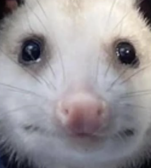 000xy_0's tweet photo. mega viral and cute

funny looking and simple

people comparing it to sad hamster

next big animal meme? https://t.co/G84GtQNGVr